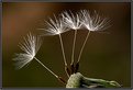 Picture Title - Dandelion Seed Head-Backlit