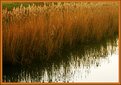 Picture Title - Reedreflections