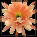 Picture Title - Cactus Flower 2