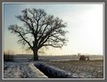 Picture Title - Plough and tree
