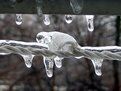 Picture Title - frozen drops