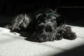 Picture Title - Black Schnauzer