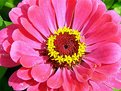 Picture Title - Zinnia 2003