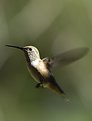 Picture Title - Hummingbird