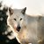 Arctic Wolf