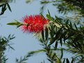 Picture Title - bottle brush