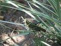 Picture Title - mexican grasshopper