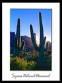 Picture Title - Desert Saguaro Giants