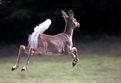 Picture Title - Leaping deer