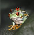 Picture Title - Frogs