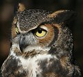 Picture Title - AWESOME EYES