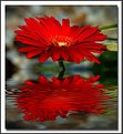 Picture Title - Flower Reflections