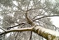 Picture Title - Snow on tree (reposted)