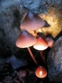 Picture Title - Mushrooms by Maglite