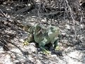 Picture Title - Iguana