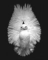 Picture Title - White Owl