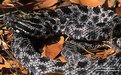 Picture Title - Pygmy Rattlesnake, Florida