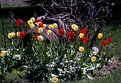 Picture Title - Tulips