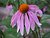 Purple Coneflower