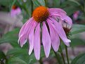 Picture Title - Purple Coneflower