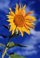 Picture Title - Sunflower Surprise