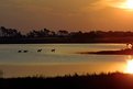 Picture Title - Chincoteague Deer at Sunset