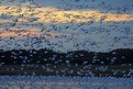 Picture Title - Snow Geese at Sunset