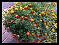 Picture Title - Pot of Marigolds Improved