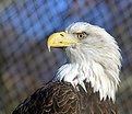 Picture Title - Bald Eagle