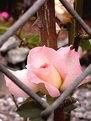 Picture Title - Captive Rose