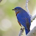 Picture Title - Blue Jay @Bermuda