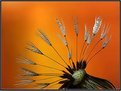 Picture Title - Dandelion Seed Head