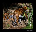 Picture Title - Tigers