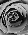 Picture Title - ROSE