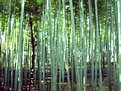 Picture Title - bamboo