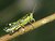 GrassHopper