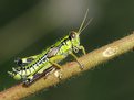 Picture Title - GrassHopper