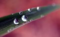 Picture Title - Dew Drops