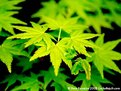 Picture Title - Japanese Maple