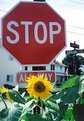 Picture Title - Stopflower