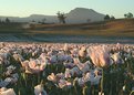 Picture Title - Poppy Field - Sunrise