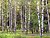 Birch Tree Forest