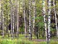 Picture Title - Birch Tree Forest