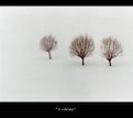 Picture Title - Three trees!