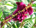 Picture Title - Happy New Year 2004 to Usefilm family