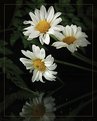 Picture Title - Daisy in K