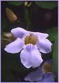 Picture Title - Pretty Purple Flower