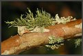 Picture Title - Lichen on Crepe Myrtle Limb