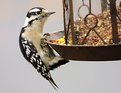 Picture Title - Wood pecker at feeder