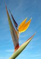 Picture Title - bird of paradise